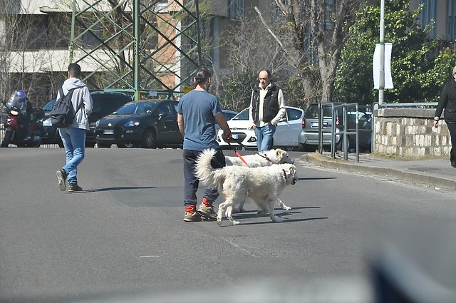 Tre maremmani a Firenze