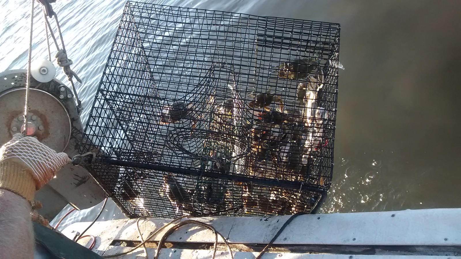 Crab trap, Blue crab traps are serviced weekly, and female …