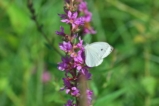Farfalle E Fiori Valle Del Lanza Ginkgo Biloba Flickr