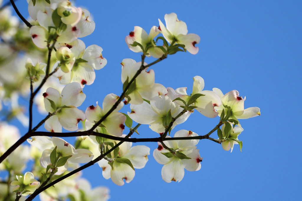 Flowering Dogwood (Cornus Florida) in Blue Sky : 青空にハナミズキ（花水木）