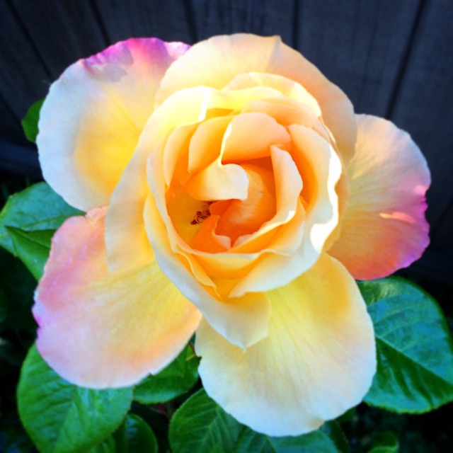 Gorgeous rose that smells like sugar 🌹 #karenhansenphotography
