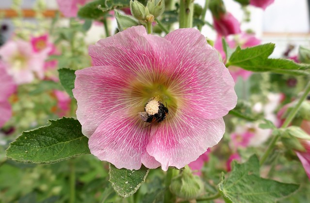 Hummel sucht in der Stockrose. Bumblebee studied in the hollyhock.