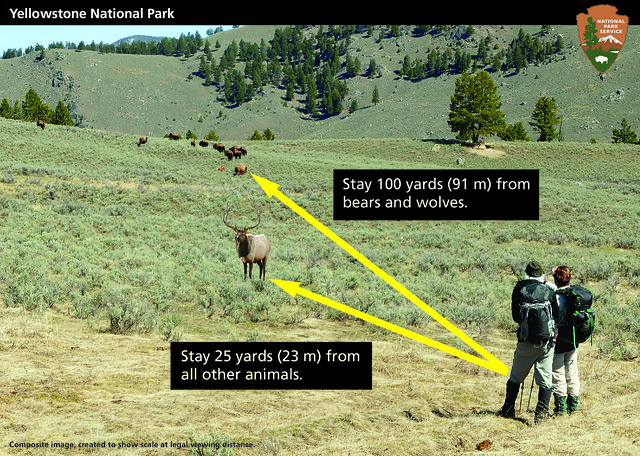 Safe Distance Between Predators Posters | Flickr