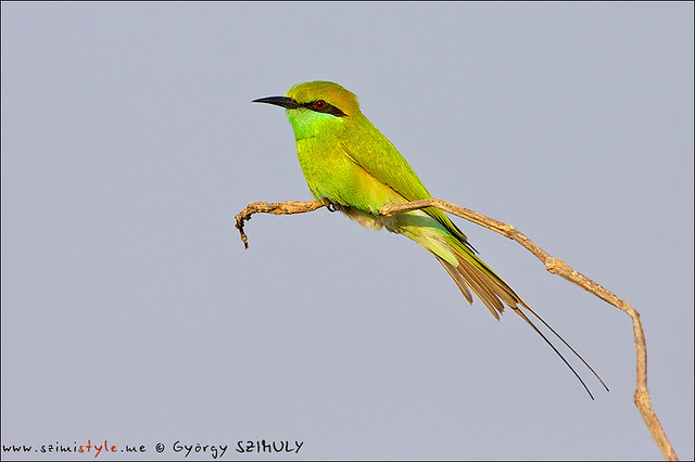 Green Bee-eater (Merops orientalist)