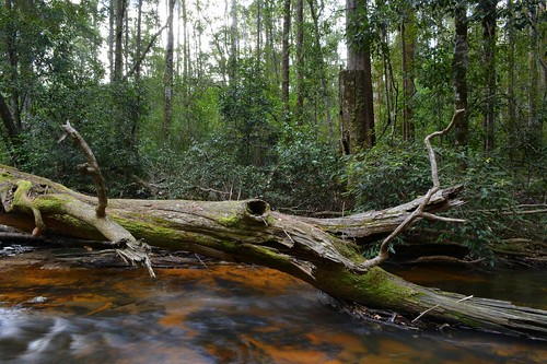 nature water forest landscape australia nsw slowshutter australianlandscape northernrivers minyonfalls nightcaprange streamscape nationalparksandnaturereserves whianwhiansca repentancecreek