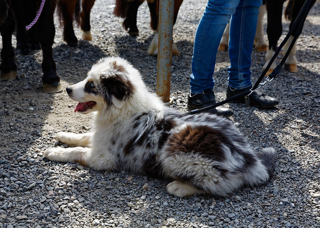 Australian Shepherd baby