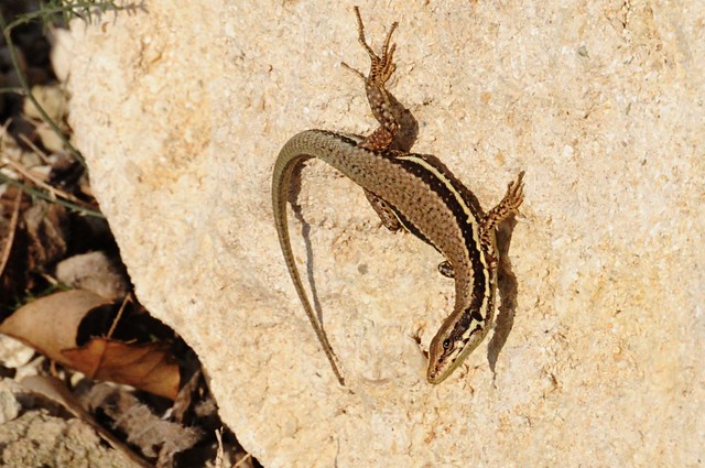 Phoenicolacerta troodica - Zypriotische Eidechse - Cypriote wall lizard
