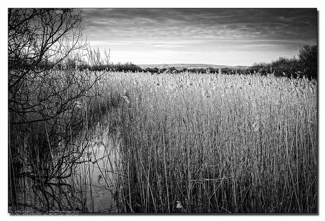Studland Reed-bed.
