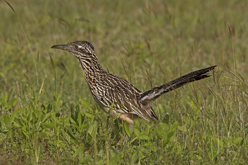 bird ave cuckoo cuco greaterroadrunner geococcyxcalifornianus correcaminosmayor