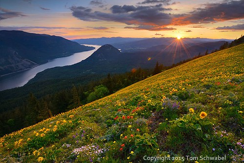 flowers sunset usa nature field yellow clouds river landscape washington spring meadow columbiariver pacificnorthwest sunburst gorge wildflowers phlox paintbrush tranquil dogmountain balsamroot
