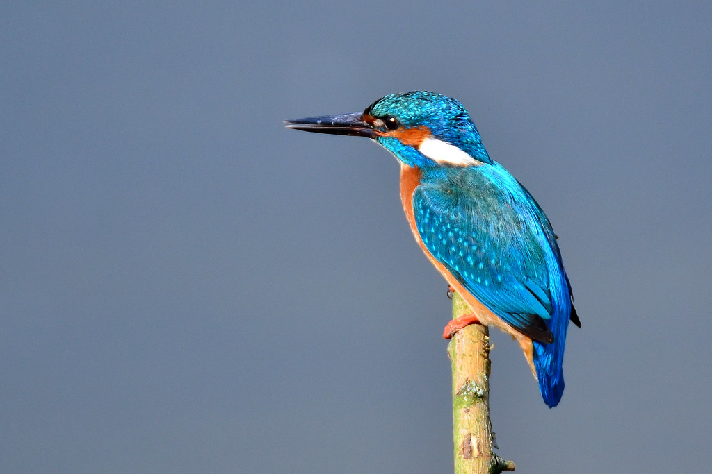 Eisvogel - kingfisher - alcedo atthis