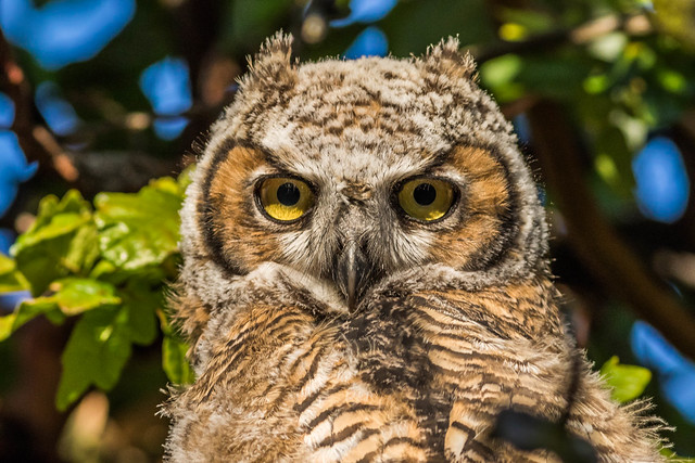 Great horned Owlet