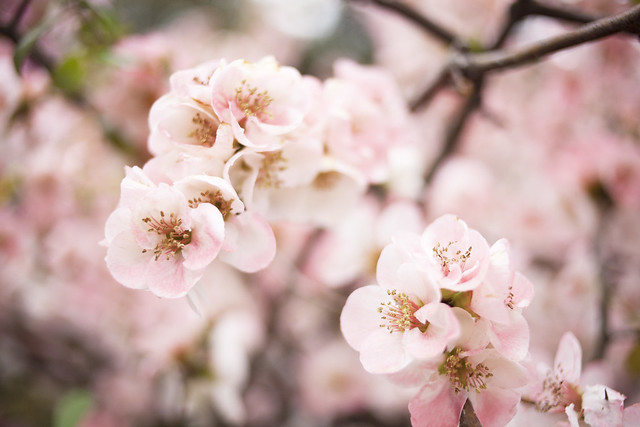cherry blossom, tokyo, japan_IMG_4878