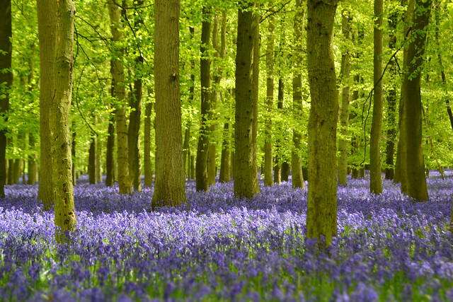 bluebell woods... blue, purple and green!