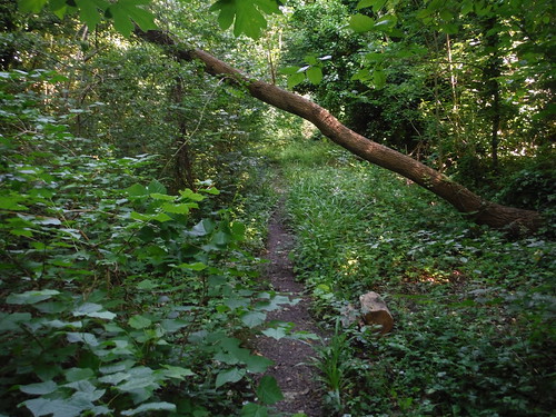 Nature Trail on Dismantled Railway Line SWC Short Walk 9 - Sydenham Hill to Dulwich Village