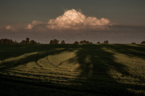 summer afternoon shadow trees cloud clouds cloudy golden goldenhour mazury poland polska landscape