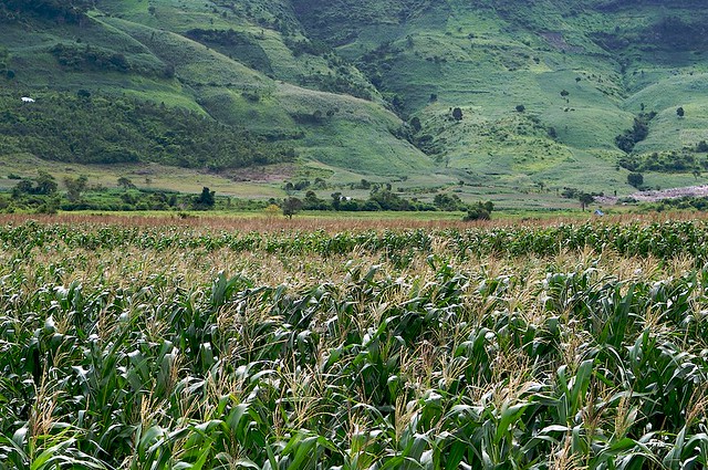 Corn Field and Hills | Vu Bui | Flickr