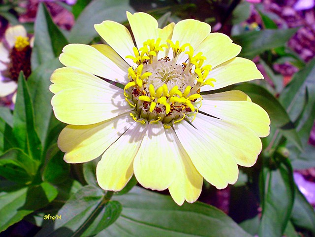 Zennia flower
