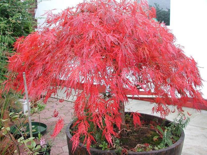 Laceleaf Weeping Japanese Red Maple Tree