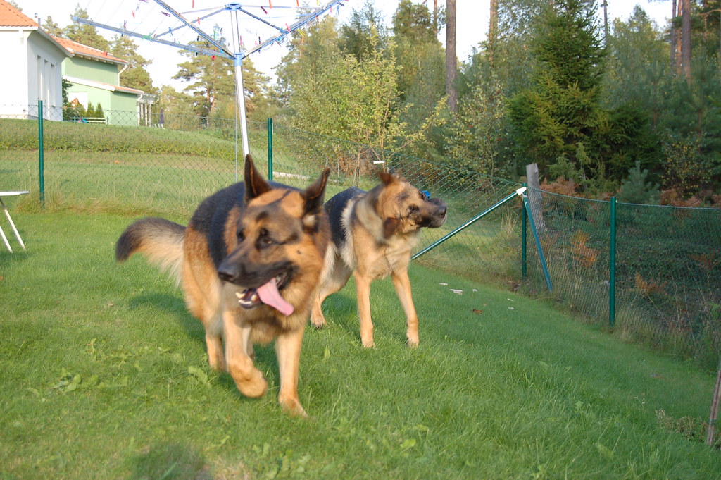 Dogs playing