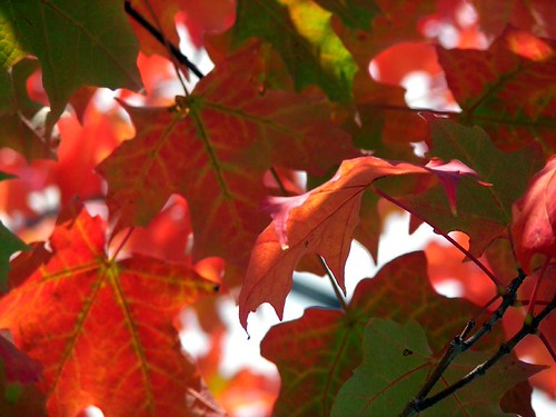orange maple | by digitalambitions/ Valerie Hogg