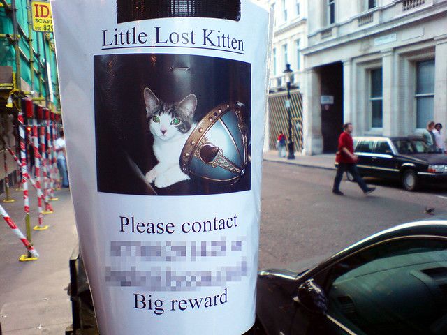 Little lost green-eyed viking kitten