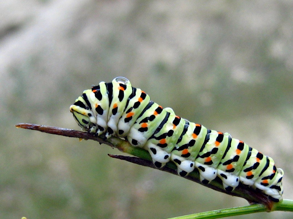 Caterpillar by macropoulos
