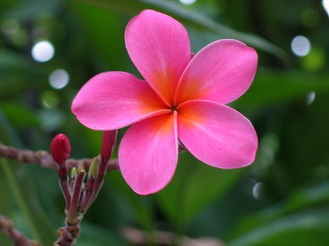 Plumeria or Frangipani | I have a lot of favorites...but Plu… | Flickr