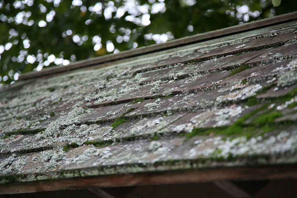 Lichen roof