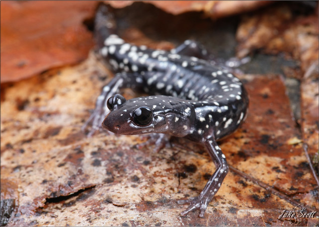 Cumberland Plateau Salamander (Plethodon kentucki)