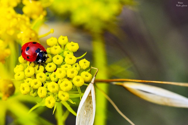 Coccinellidae in red y yellow