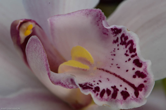Coeur d'une orchidée