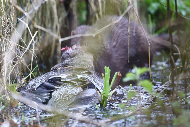 Mink with Duck