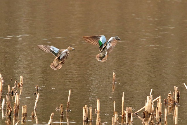 Blue-winged Teals *Lifers (Anas discors)