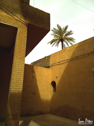 backyard with palm | by Sam Petar