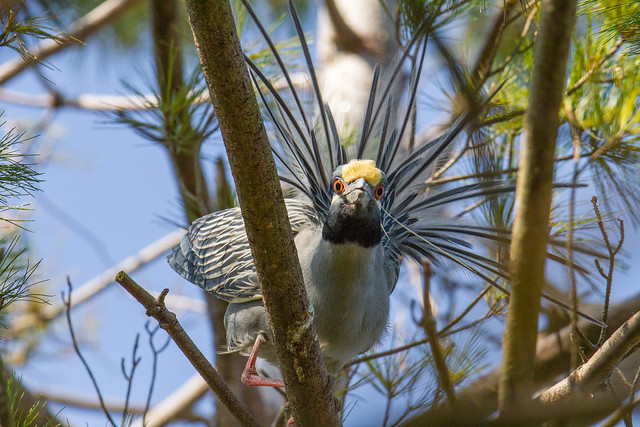 Yellow-Crowned Night Heron - Peeking through the branches.