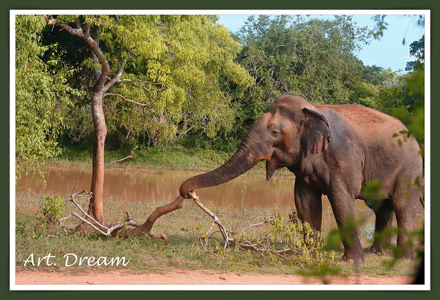 A wild elephant in Sri Lanka