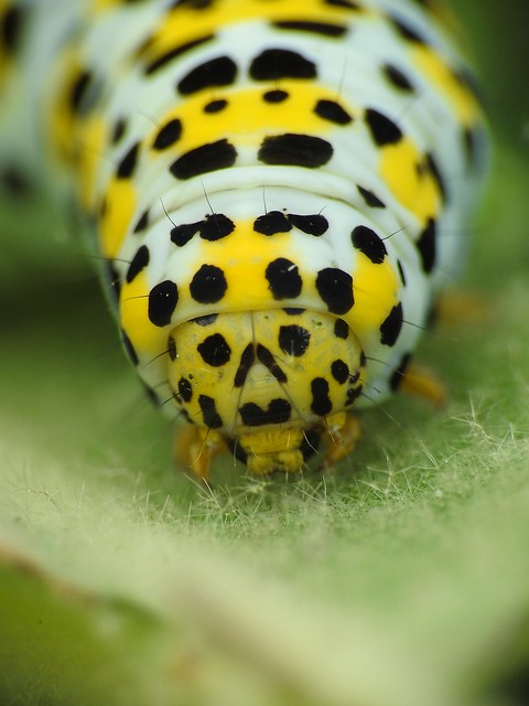 Mullein Moth Caterpillar (Cucullia verbasci)