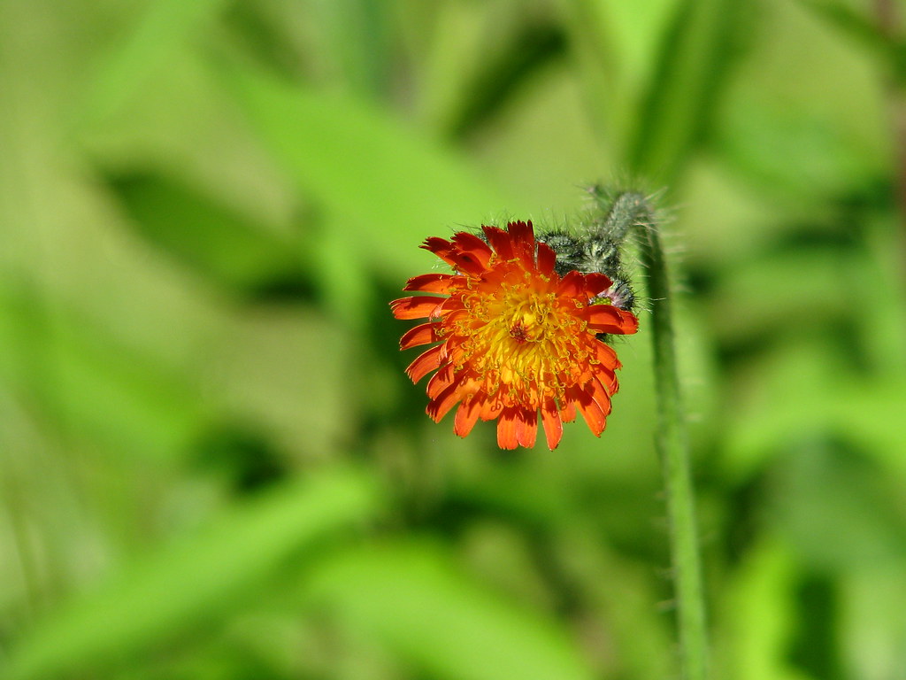 Orange Hawkweek - flower - Tarry Edington | Orange Hawkweed … | Flickr