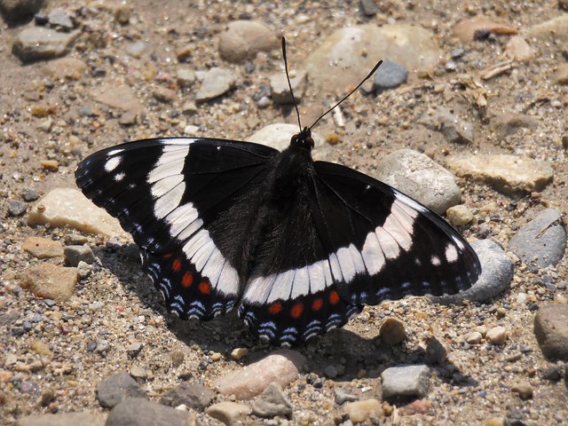 White Admiral 6-16-18 Markerville, AB Canada