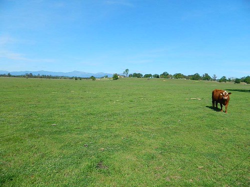 Happy Valley Cow