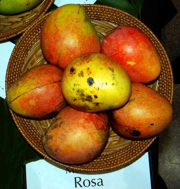 Mango  #341: ROSA