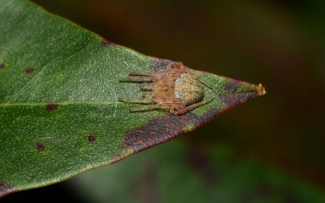 Araneus circulissparsus group