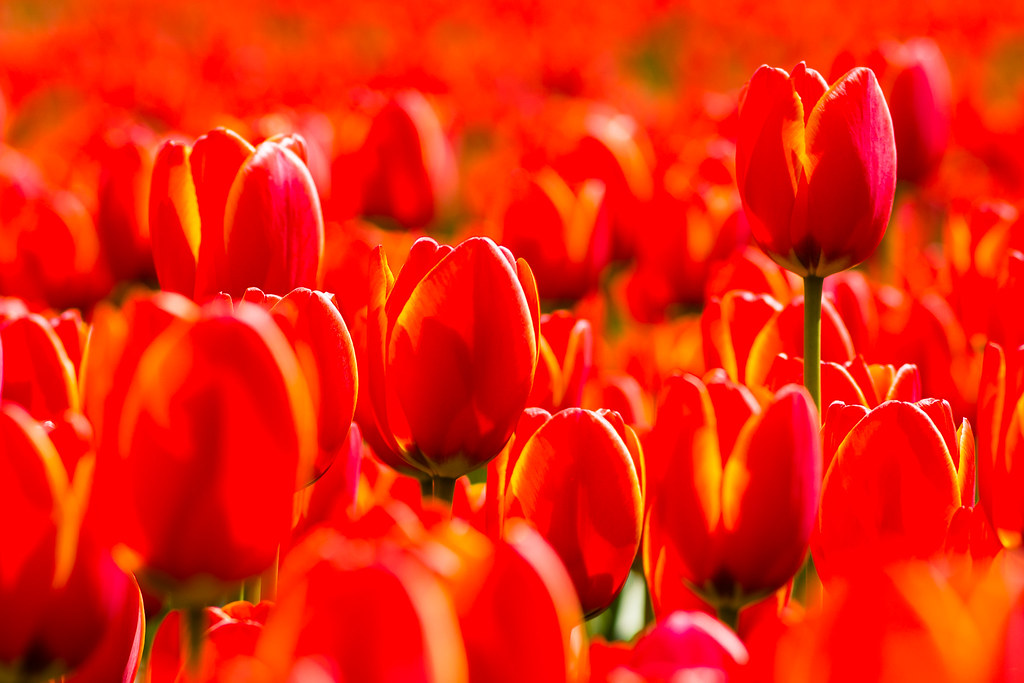 Red Tulips - Lisse, The Netherlands.