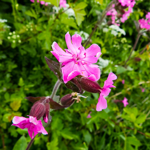 Red campion flowering, Bantock Park