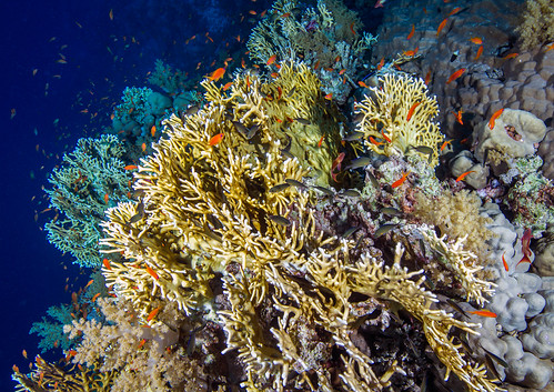 Diving_Red Sea_071_160404.jpg | by dadvirgis