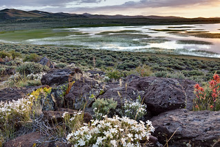 April #conservationlands15 #bucketlist: Bodie Hills, California, for Wildflowers, Wildlife and One-of-a-Kind Ghost Town!