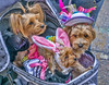 Easter Parade 2015 by JMS2
