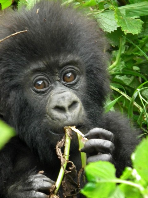 Baby Mountain Gorilla, Rwanda - Volcanoes National Park
