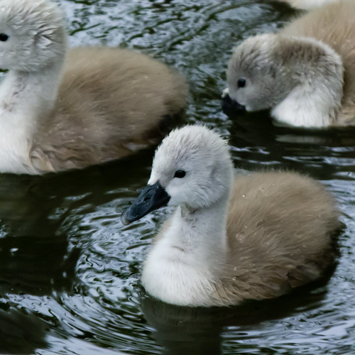Cygnets by the shore